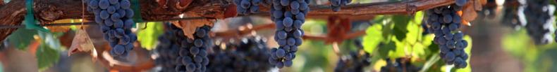 Burgundy Wine - Highlight 2_790x103