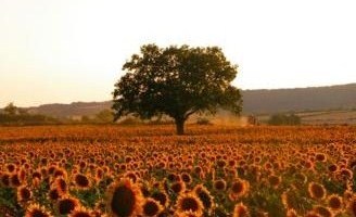 Sunflower field