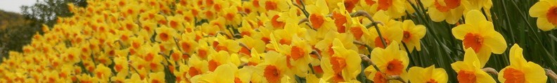 Daffodils