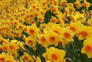 Daffodils